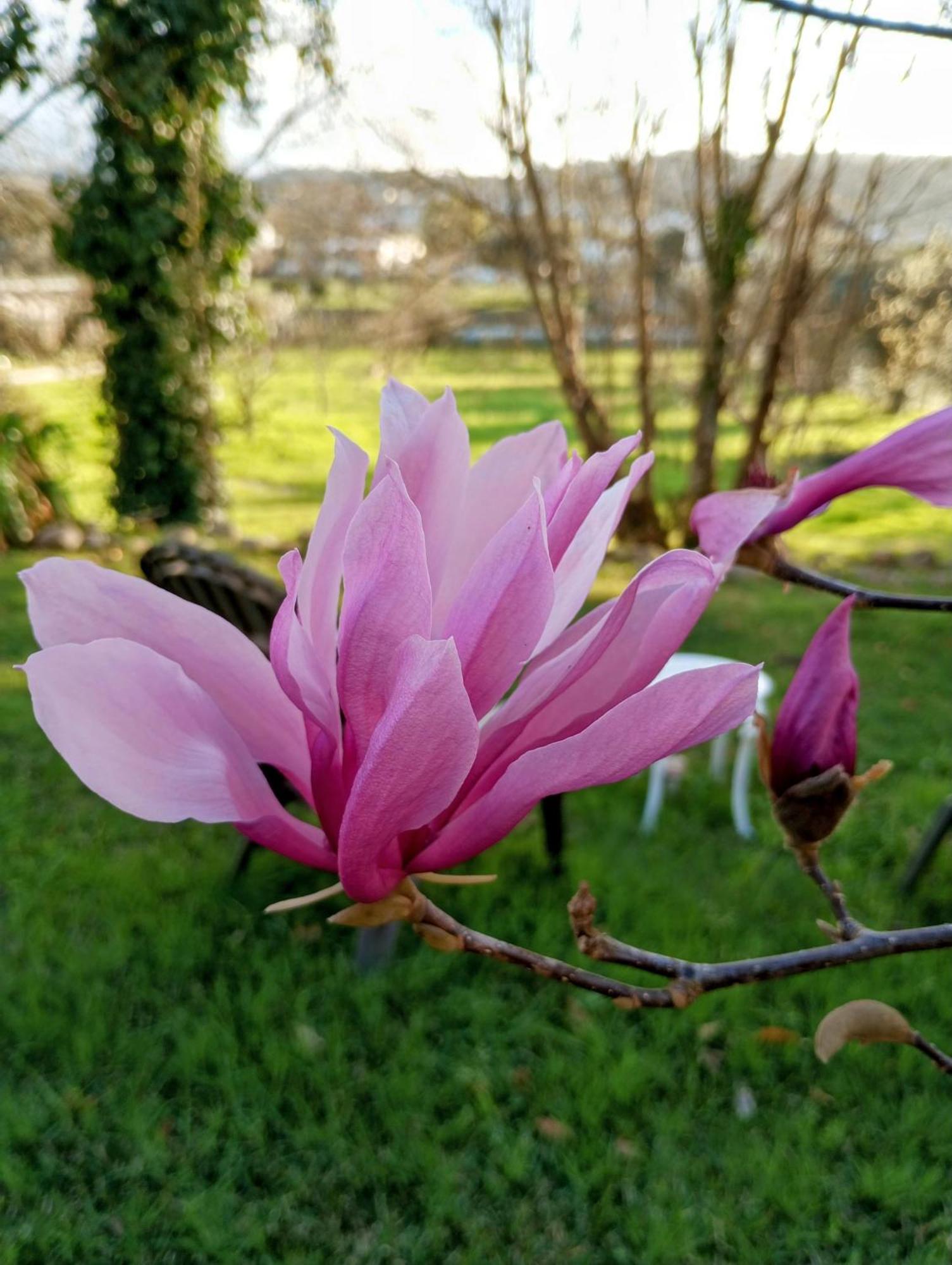 Magnolias Cottage Lousã Exteriör bild